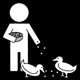 nourrir les canards